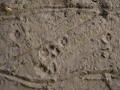 Housecat Tracks