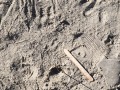 Kangaroo Rat Tracks