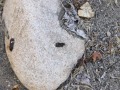 Quail Scat