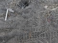 Quail Tracks