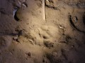 Red Fox Track