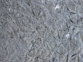 Sandpiper Probing and Tracks