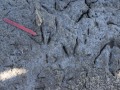 Snowy Egret Tracks
