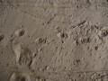 Striped Skunk Tracks
