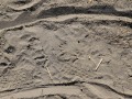 Turkey Tracks