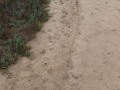 2 Deer