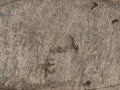 Armadillo Claw Marks