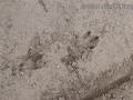 Armadillo Tracks