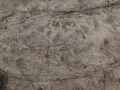 Baby hog tracks