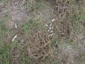 Bobcat Scat