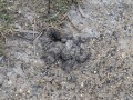 Coyote Scat