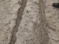 Coyote Trot