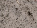Crab feeding sign