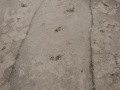 Deer with injured right hind foot