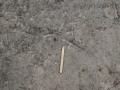 Great blue Heron Tracks