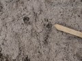 Hispid Cotton Rat Tracks