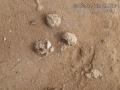 Hog Scat