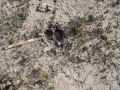 Hog Tracks