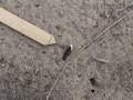 Lizard Scat