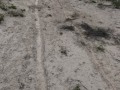 Nilgai Gallop
