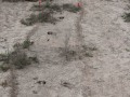 Nilgai Trot
