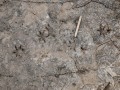 Opossum Tracks