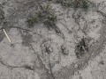 Plover Tracks