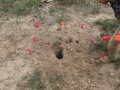 Raccoon Dig