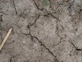 Sandpiper Tracks