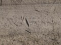 Snake Tracks