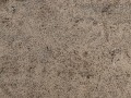 Turtle Tracks
