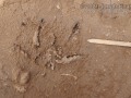 Vulture Tracks