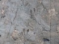 Beaver Tracks