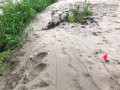 Beaver Trail