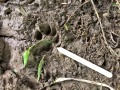 Bobcat Tracks
