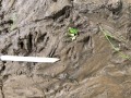 Cottontail Tracks