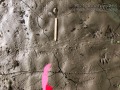 Crayfish Tracks