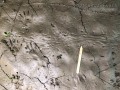 Crayfish Tracks