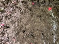 Deer Tracks