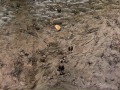 Deer Tracks