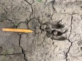 Deer Tracks