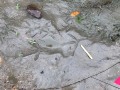 Great-blue Heron Tracks