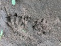 Nutria Tracks