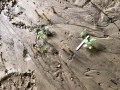 Opossum Tracks