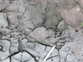 Otter Tracks