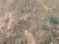 Raccoon Tracks