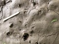Squirrel Tracks
