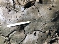 Striped Skunk Tracks
