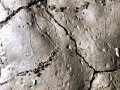 Striped Skunk Tracks