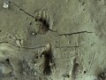 Turtle Tracks